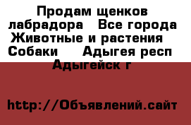 Продам щенков лабрадора - Все города Животные и растения » Собаки   . Адыгея респ.,Адыгейск г.